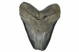 Bargain, Fossil Megalodon Tooth - South Carolina #180876-1